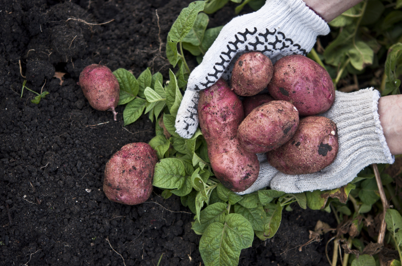 Planteringsjord för en prunkande trädgård 7118446-freshly-red-potatoes-in-the-hands
